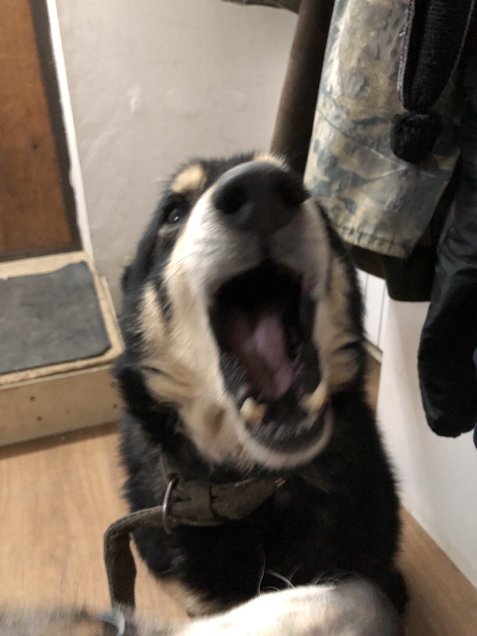 АААА