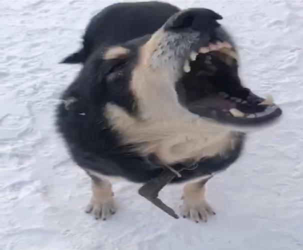досада