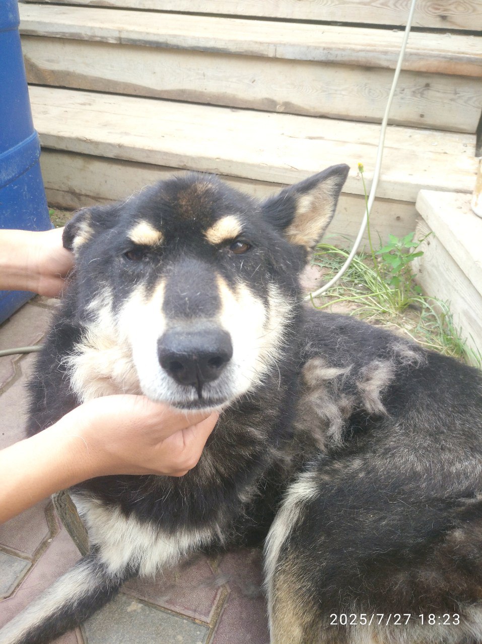 злой