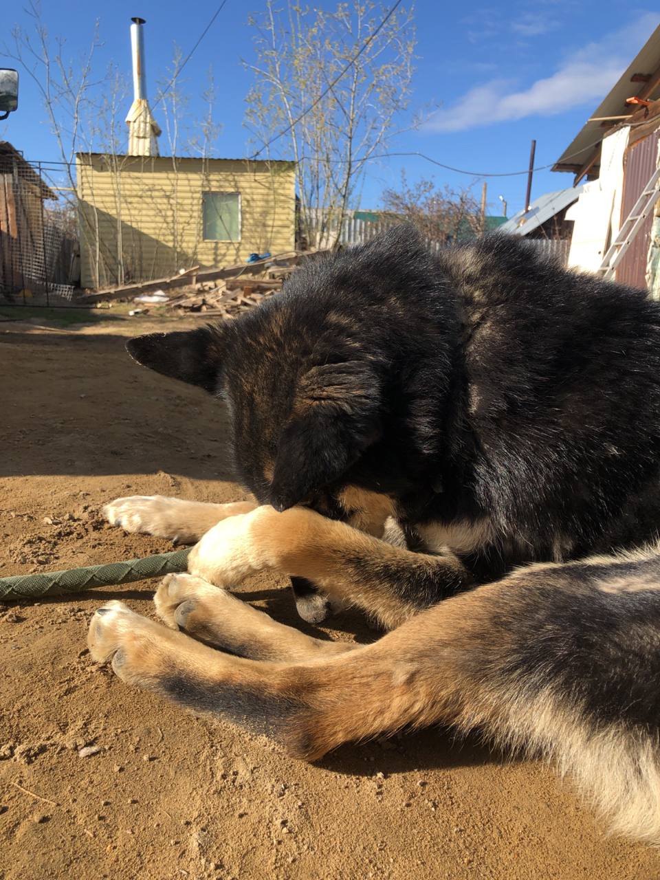комары