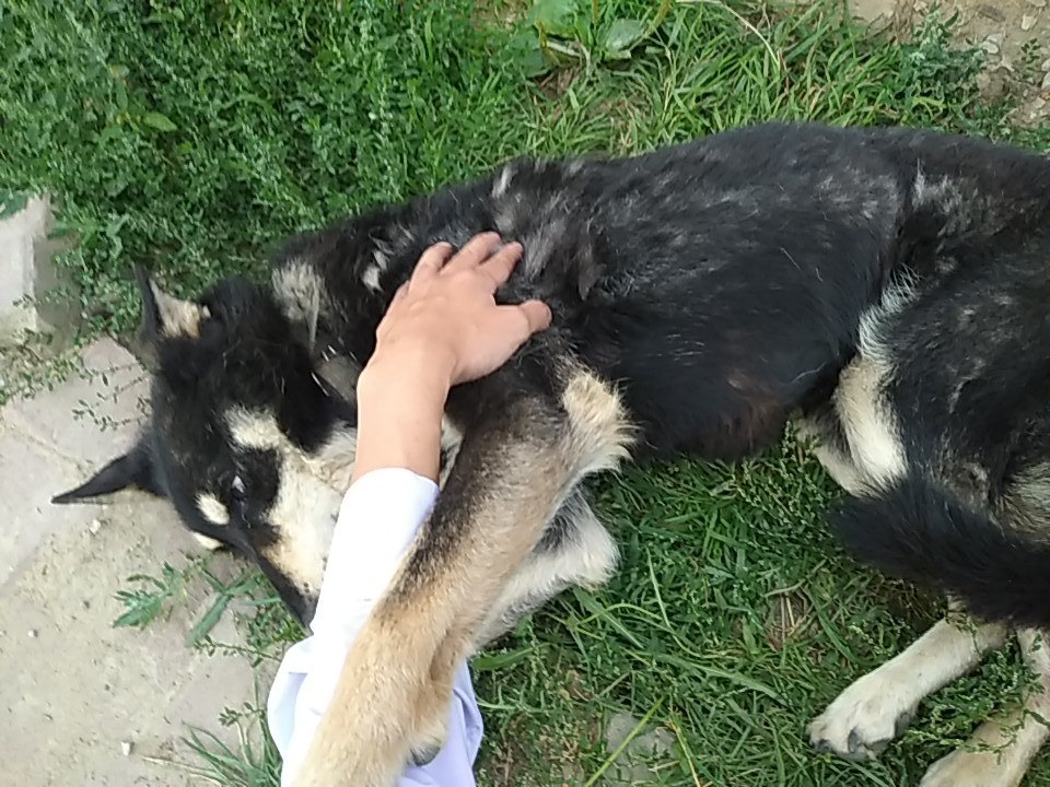ласкается