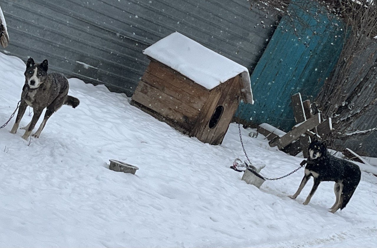 снег